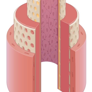 A cutaway illustration that shows the layers of an artery wall