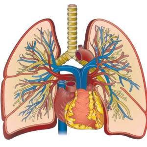 Cutaway illustration showing the heart and lungs