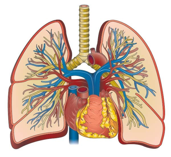 Cutaway illustration showing the heart and lungs