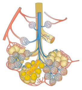 Illustration to show the lung alveoli and capillaries
