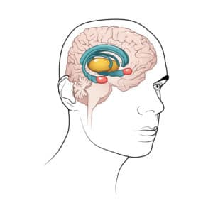 A cutaway medical illustration that shows the Thalamus and Amygdala in the brain