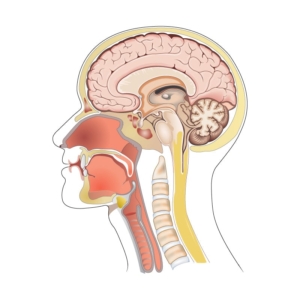 Coronal-CT-of-the-Brain A cutaway medical Illustration that shows a CT the coronal section of the brain