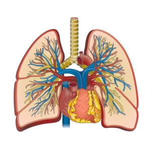 Cutaway-of-Heart-and-Lungs A cutaway medical illustration that shows the veins and arteries in the lungs and heart