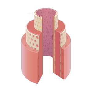 A cutaway medical illustration that shows the layers of an artery