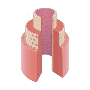 Cutaway-of-an-Artery A cutaway medical illustration that shows the layers of an artery