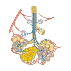 Lungs_Alveoli-and-Capillaries A cutaway medical illustration that shows the alveoli sac and capillaries