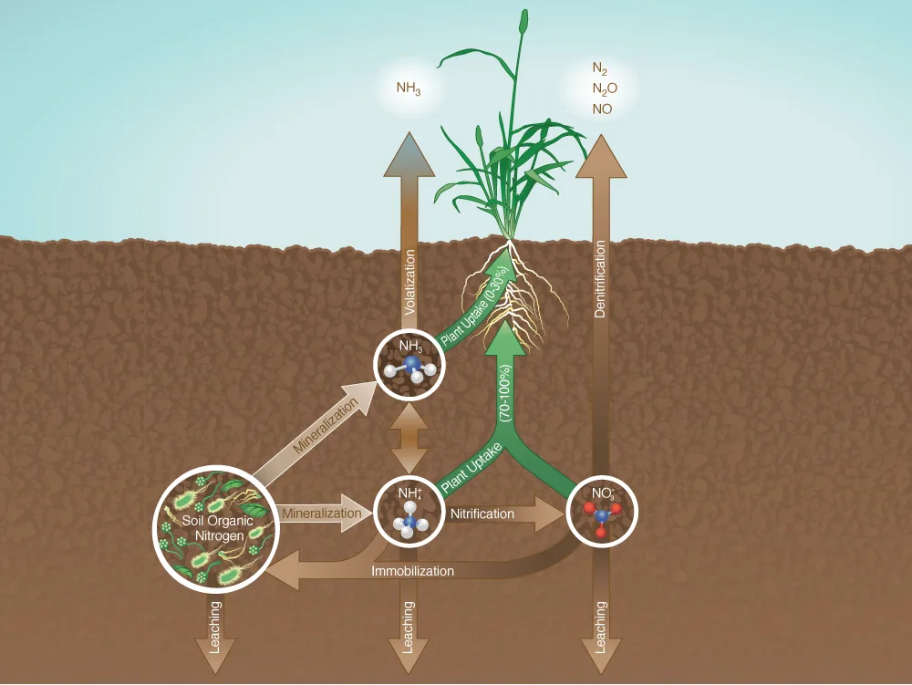 Scientific infographic illustrating the subsurface nitrogen cycle in agricultural soil, showing mineralization, nitrification, denitrification, plant uptake, volatilization, and leaching pathways.