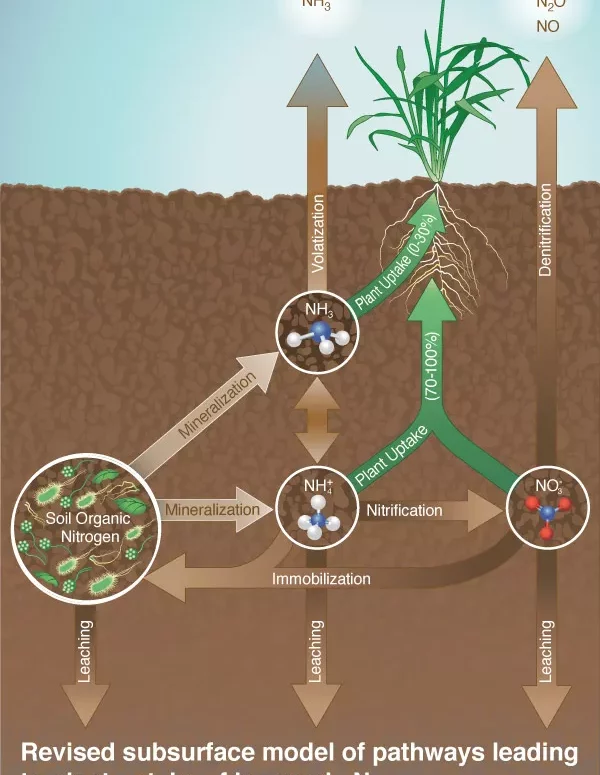 Infographic of the nitrogen cycle in the earth